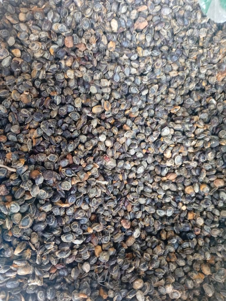 Cleaned African locust beans in bulk, dark and uniformly dried