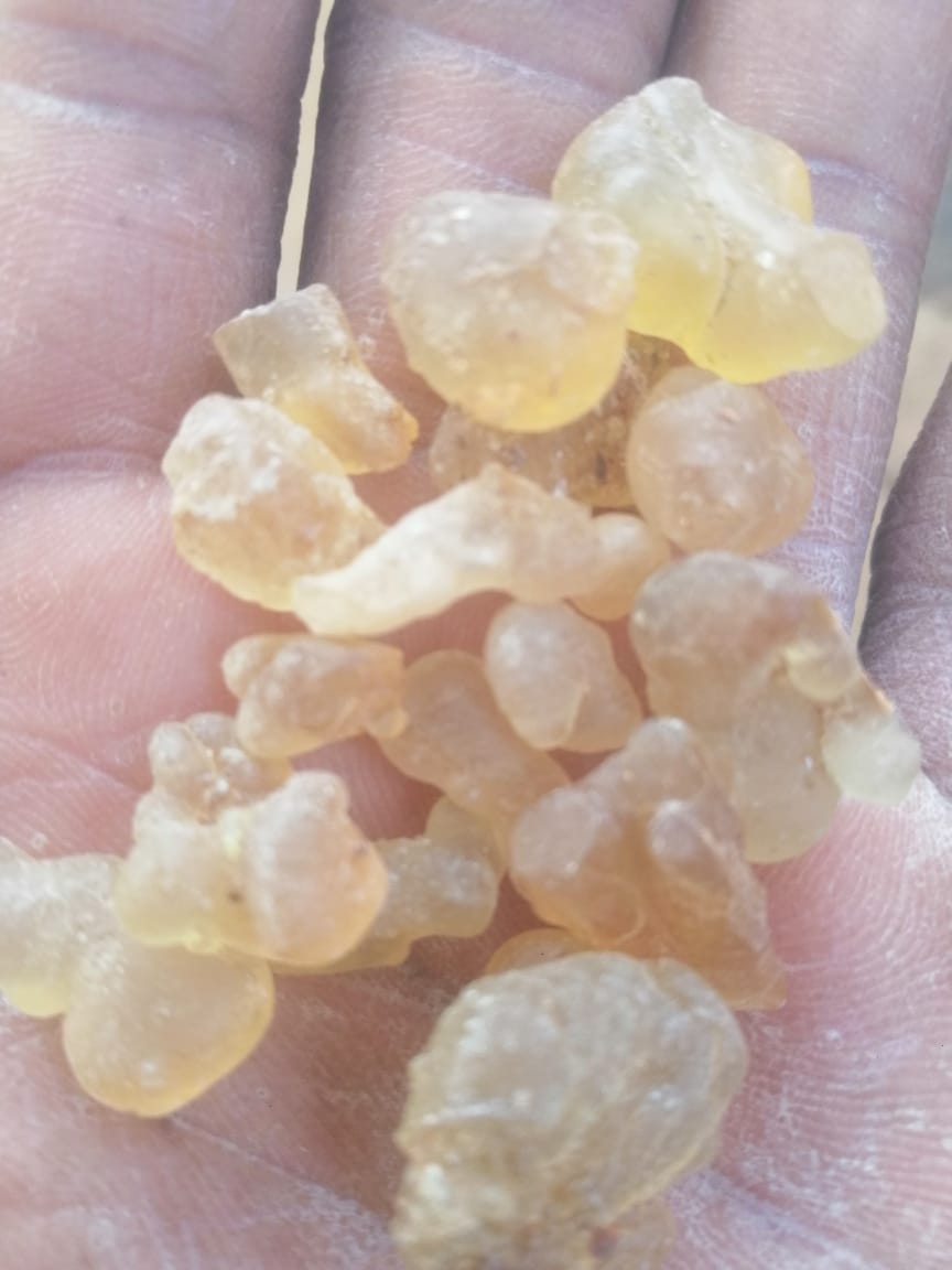 Golden translucent gum arabic lumps held in an open palm